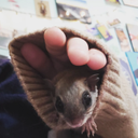 Alex Samaha - @AlexSSquirrel - Twitter