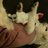Mihyea Yoonπ²π²'s Twitter (X) avatar