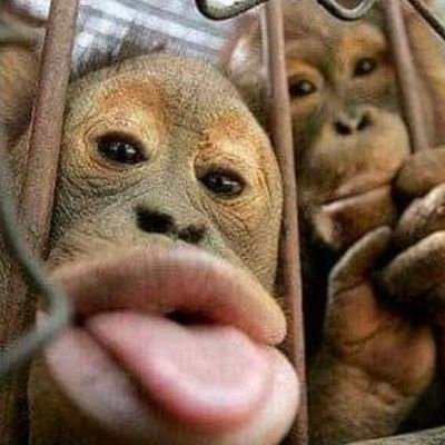 Meghasauras777's profile picture. I love Nature and all things natural. Native Habitats for God's creatures, people and animals and fishes. All land is God's Own, God's Own for God's Tribe