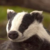 Bodger Moore (@bodgermoore) 's Twitter Profile Photo