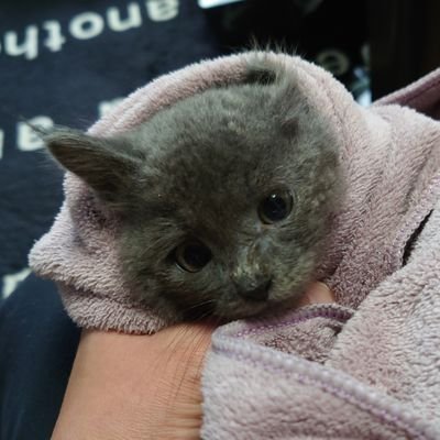 azuazunandayo's profile picture. 同居婆（享年98）がR５年７月７日に生涯を終えた為同居は解消。
エロと起業のフォローは要らないので即ブロックします