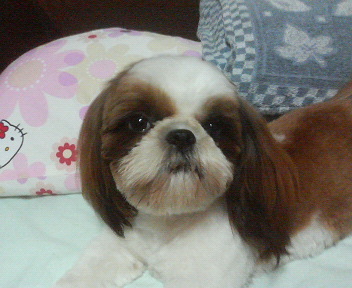 toeic445's profile picture. ＴＯＥＩＣ７００点を目標に２００６年より勉強をはじめ、
２００９年１月に挫折し、２０１０年１２月より学習再開。
２０１１年３月から２ヶ月間挫折しましたが、再度学習をスタートしまた挫折。
２０１２年から３度目のTOEIC学習挑戦です