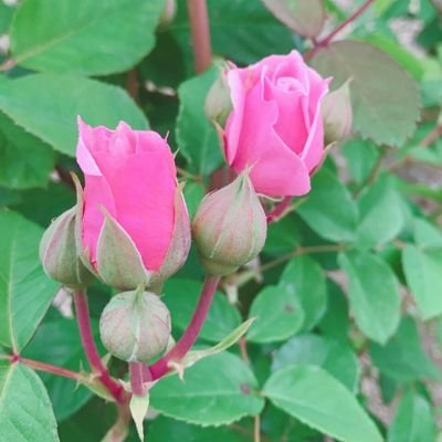 star25fu_spring's profile picture. 