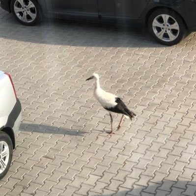 OlegZH85's profile picture. 