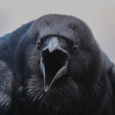 Karmaşık düşünceli kargaların kargaşasından esinlenen karganın tivitleri 𓄿
👉🏼GT var.