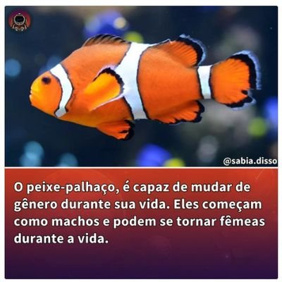 Ursão Curioso