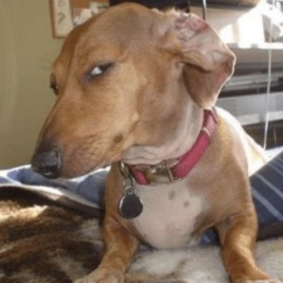 Nirpanos's profile picture. 