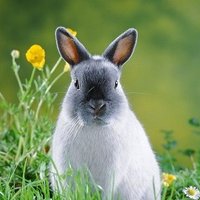 しゃむうさ (@8fd6jywtnx77317) 's Twitter Profile Photo