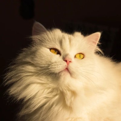 hamster_san's profile picture. тривожний хлопчина