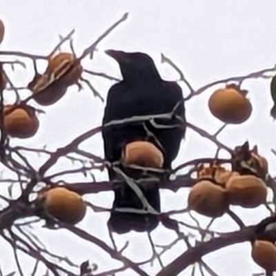 a tiny birder.
birb is birb.

information: 
appreciates birb, wildlife, proper guys only

porns, politics, spiritual: No Thanks

languages: ENG/日

lots of rt..