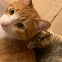 ねこズとにぼし (@nekonekkop) 's Twitter Profile