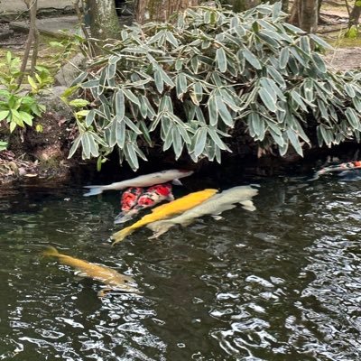 SikaSika415313's profile picture. 家庭連合信教二世/大学院卒/関西圏で活動/現在子育て奮闘中/日本を良い国にしたい/妻と子供を幸せにしたいと思い日々精進中/信仰により心の痛みの癒しの喜びを知る/奉仕、ボランティア嫌い→信仰→大好きに変貌👍/無言フォロー失礼します