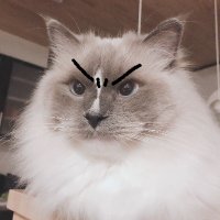てぃーちゃん&ねむくん (@tiffany_nemu) Twitter profile photo