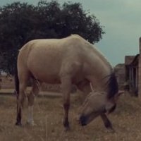 FIZERAM (@seefizeram) 's Twitter Profile