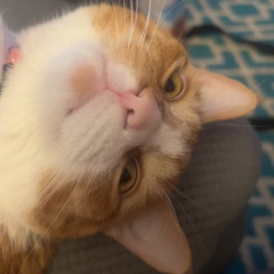 about2bust1's profile picture. I love my fiancée, my friends, my cat, and death metal