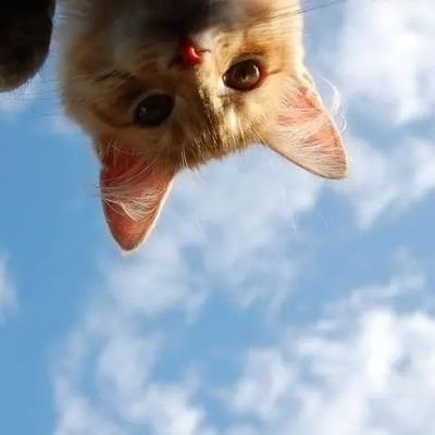 RahulKu18184158's profile picture. Truth Is Stranger Then Fiction...😎
Master's in Political Science