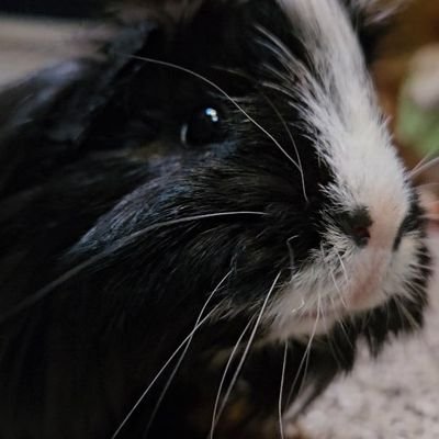 Life with my 7 free roaming guinea pigs and wildlife videos!