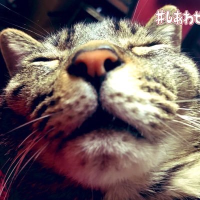 ゆるゆる牛猫さんのプロフィール画像