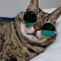 ぽこねこ (@pokonchi_cats) Twitter profile photo