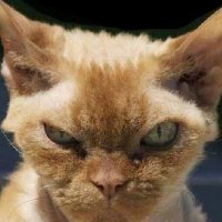 SIRBASHER (@sirbasher9) 's Twitter Profile