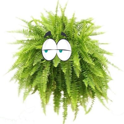 TheFern_X Profile Picture