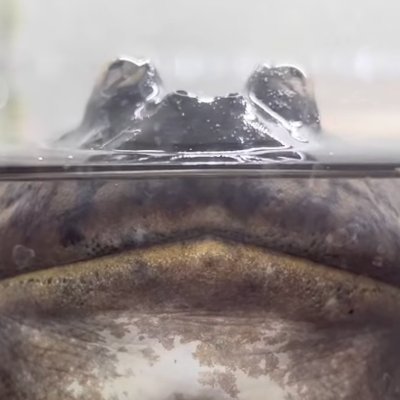 RealHikouemon's profile picture. Forex, Crypto, Stocks and Frog
