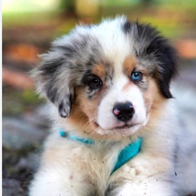 xiogmaing's profile picture. 