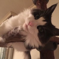 モフッ_tomo (@truth68074129) Twitter profile photo