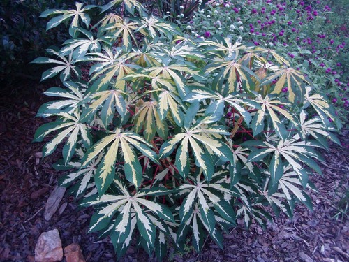 quack517's profile picture. Plant nut, gardener, Rotarian, Father, Husband & guardian to 9 rescued furry ones... 3 dogs & 6 cats.