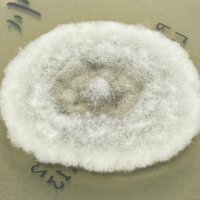 Helico by the River 🆔 fungi 🦠 (@tu_tti) Twitter profile photo