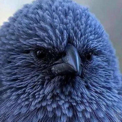 birdisaboi Profile Picture