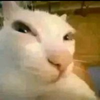suspiciouscat (@purplebucketxd) 's Twitter Profile