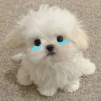 묭.. (@mmmuox) 's Twitter Profile