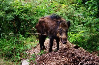 David Harris Profile