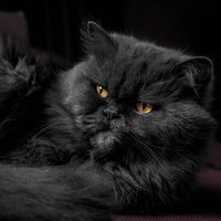 SkyNani🐶🐱 (@thitiraths10922) 's Twitter Profile