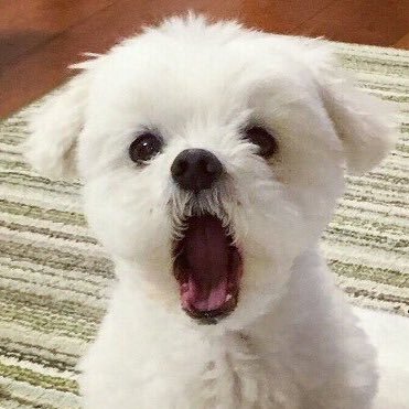 thisspring56's profile picture. 저는 시대를 타지 않는 목소리를 가질 수 있다면 더 바랄 게 없어요. - W Korea 인터뷰 中