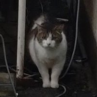 材平@小売業 (@zaihei1) 's Twitter Profile