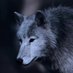L O N E W O L F (@lonewolf280719) Twitter profile photo L O N E W O L F (@lonewolf280719) Twitter profile photo