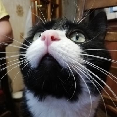 XcatsOnX Profile Picture