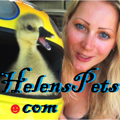 HelensPets's profile picture. Amazing Unlikely Friendships
http://t.co/f1uxYbpx8l
I'm from Estonia and live in Texas ;)