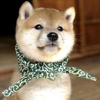 豆柴ソラ | (ᵔᴥᵔ)2025.6.20 ここがお花畑ならいいのにね