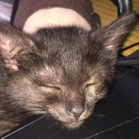 ぬへ (@mimimeimel) 's Twitter Profile