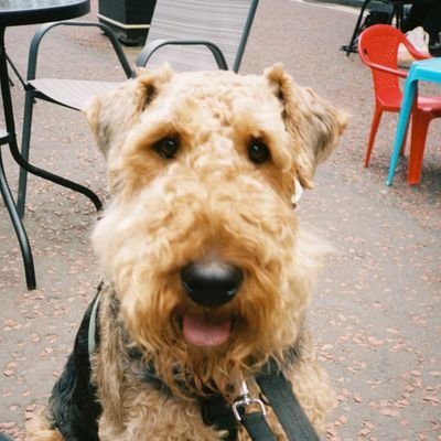 👩‍🦰 Tired Airedale lady 🐶
Mum to four creative souls trying to negoiate life in a world telling them to retrain in IT 🎭🩰🥁📷🎨