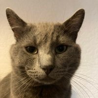 Alan the cats mum 🐡💙🌟🌻🌻 (@puffu22) 's Twitter Profile