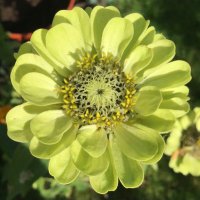 Ann Hacke 🕷🌱🇪🇺 #FBPA 🌻🇺🇦 (@annhacke) 's Twitter Profile