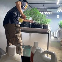 CN Cannabis Coffee Shop V.2 (@kinggardenv3) 's Twitter Profile Photo