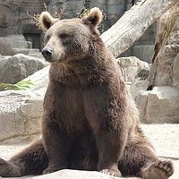 Noah (@bearzssbm) 's Twitter Profile