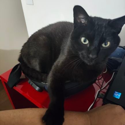 Ele/dele 🏳️‍🌈🏳️‍🌈🏳️‍🌈 👊🏿
Preto, gaymer 
cuido de gato e faço programa