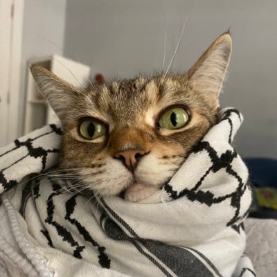 bihsirk's profile picture. views my own but hopefully yours too