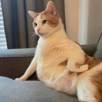 bicarbonato de ódio (@gggggggi0) 's Twitter Profile